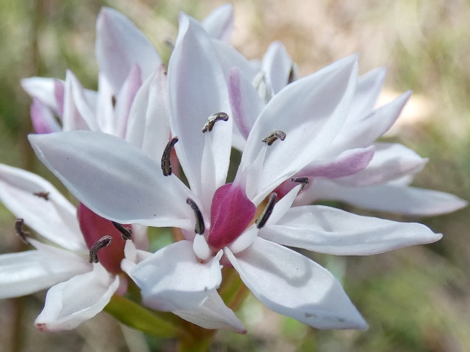 Burchardia umbellata