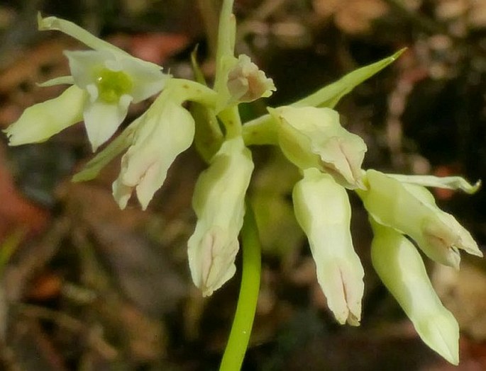 Burmannia longifolia