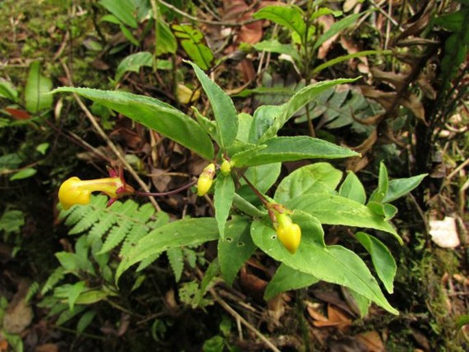 Burmeistera parviflora