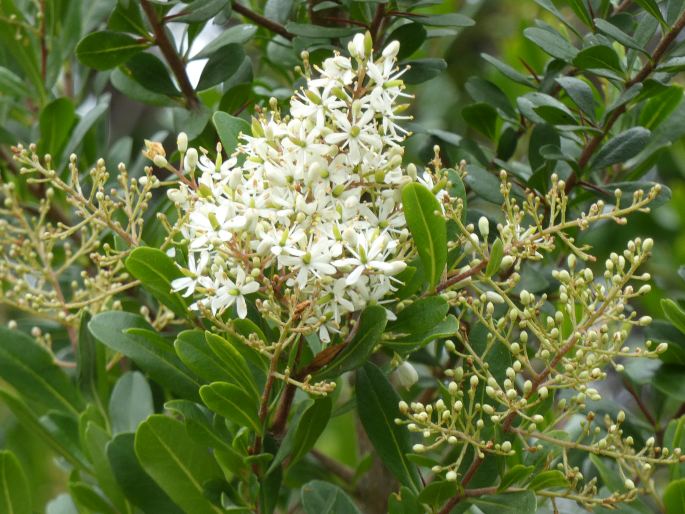 Bursaria spinosa