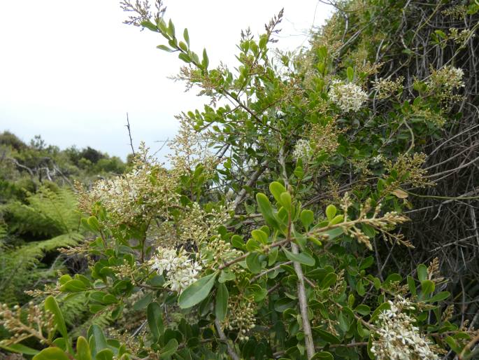 Bursaria spinosa