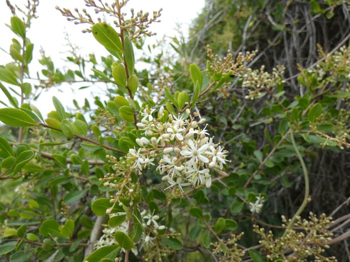 Bursaria spinosa