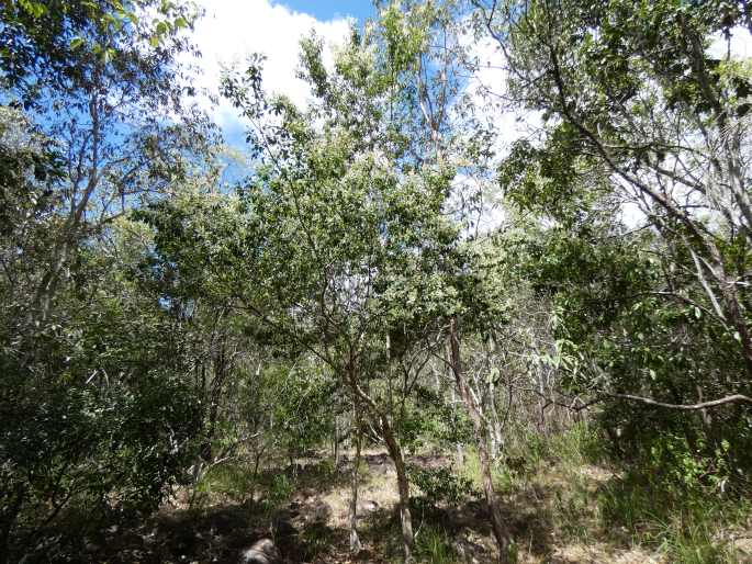 Bursaria tenuifolia