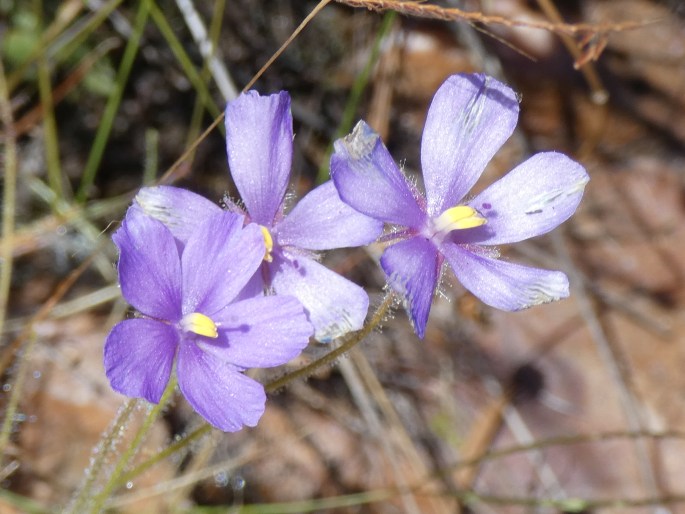 Byblis liniflora