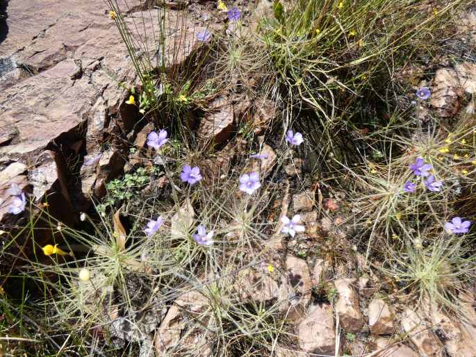 Byblis liniflora