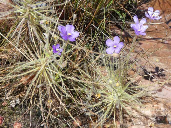 Byblis liniflora