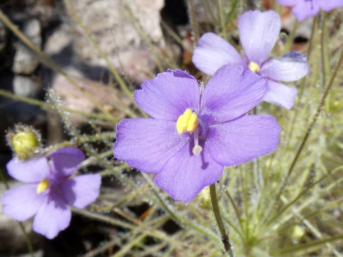 Byblis liniflora