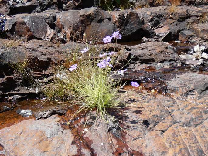 Byblis liniflora