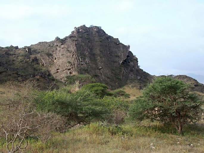 Cadaba farinosa