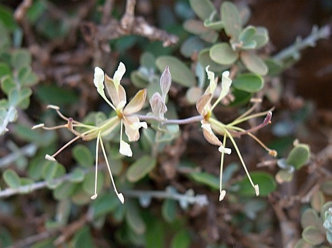 Cadaba farinosa