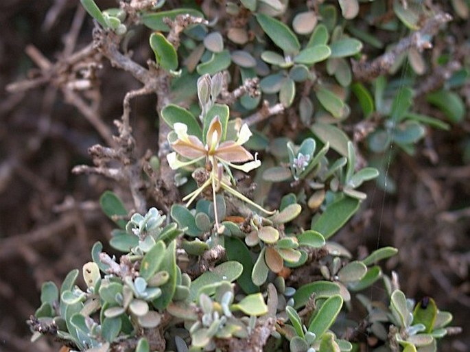 Cadaba farinosa