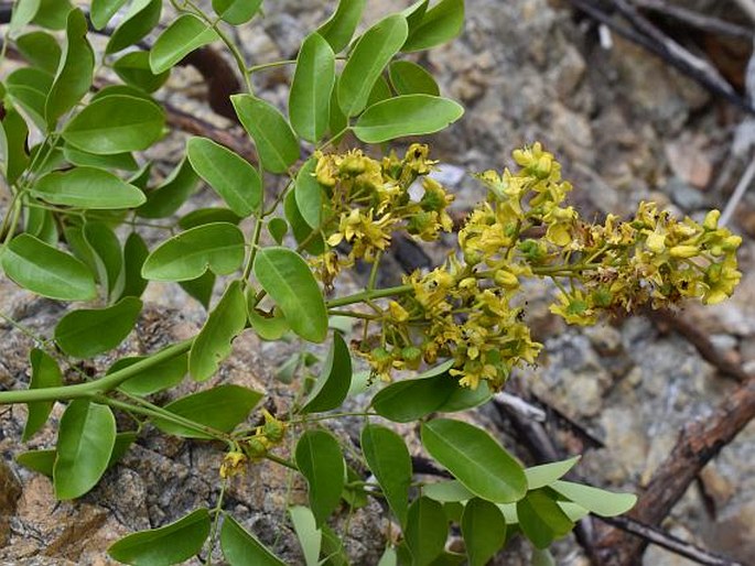 CAESALPINIA CRISTA L. – sapan