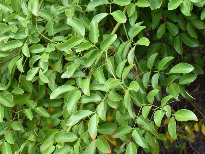 Caesalpinia crista