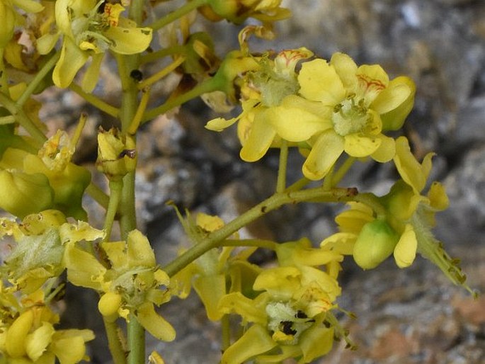 Caesalpinia crista