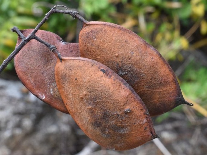 Caesalpinia crista