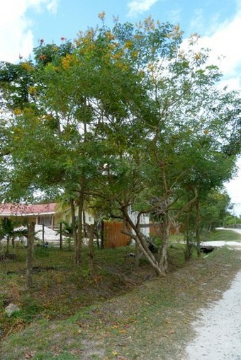 Caesalpinia yucatanensis