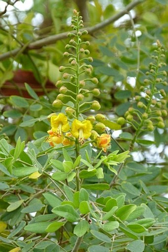 Caesalpinia yucatanensis