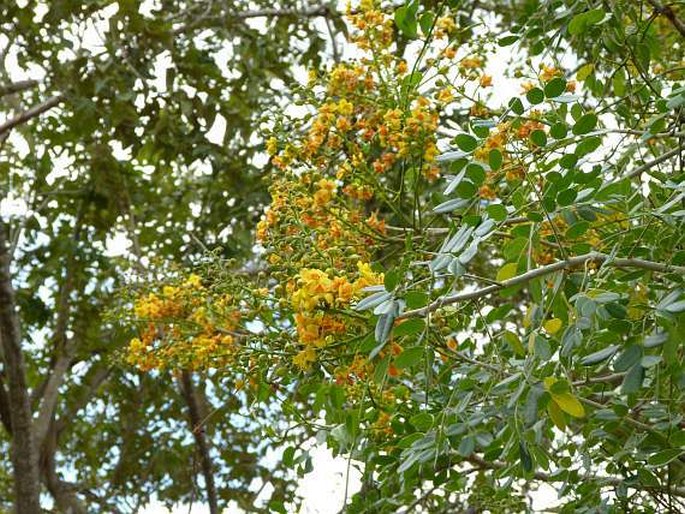 Caesalpinia yucatanensis