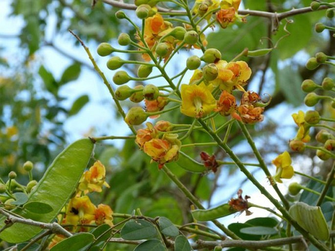 Caesalpinia yucatanensis