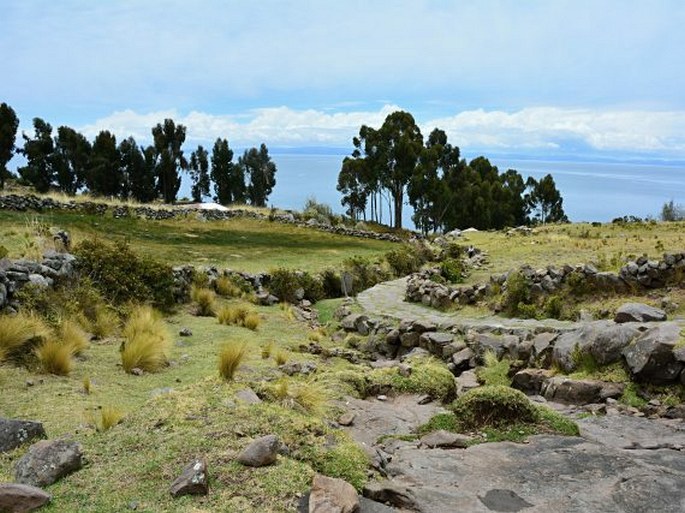 Caiophora chuquitensis