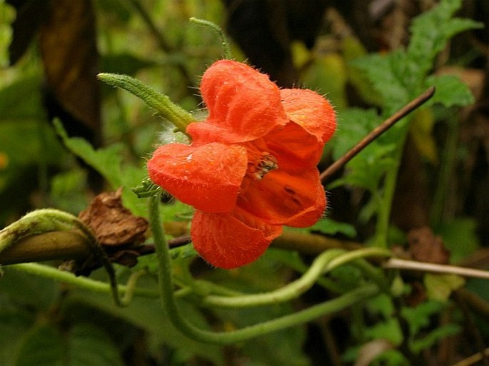 CAIOPHORA CONTORTA (Desr.) C. Presl