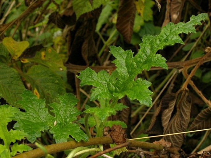 Caiophora contorta