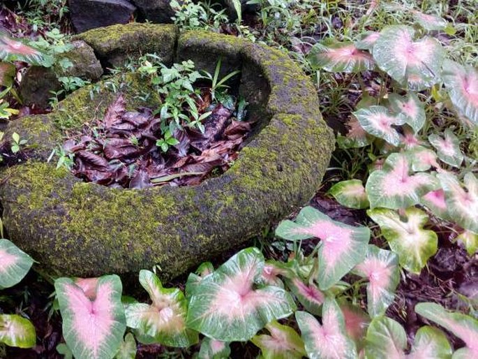 Caladium bicolor