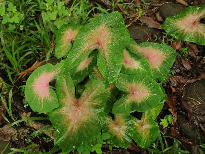 Caladium bicolor