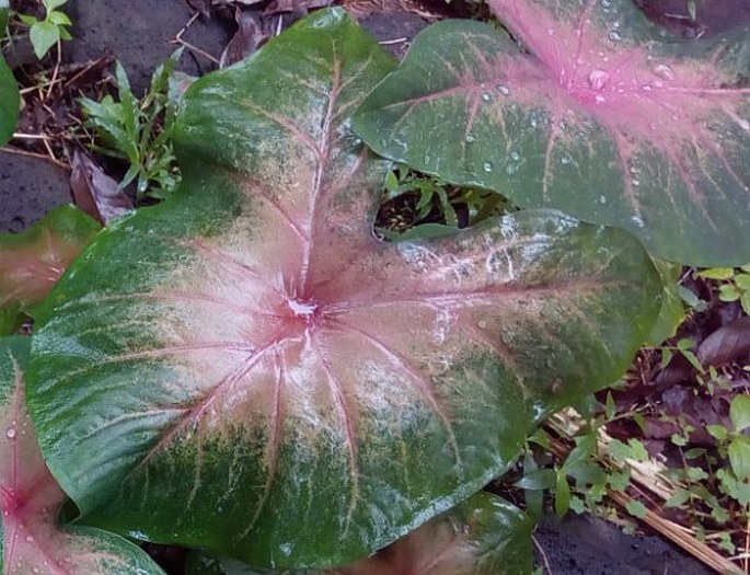 Caladium bicolor