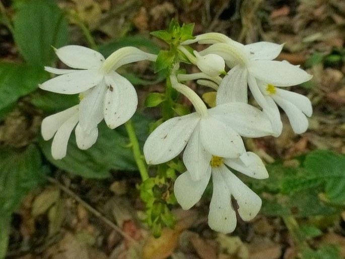 CALANTHE LEUSERI P. J. Cribb