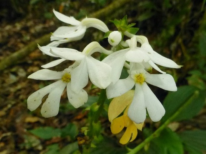 Calanthe leuseri