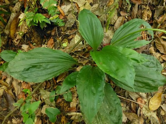 Calanthe leuseri