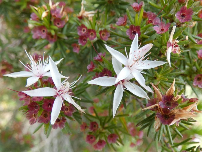 Calytrix alpestris