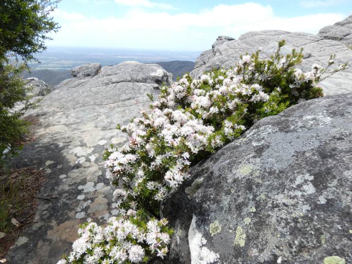 Calytrix alpestris