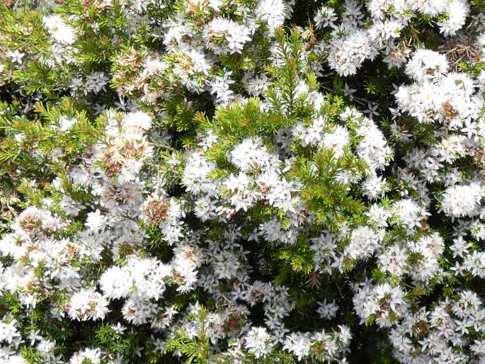 Calytrix alpestris