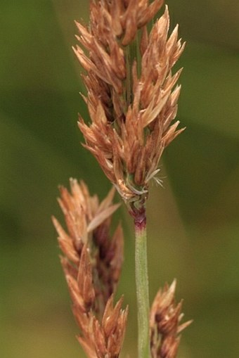 Calamagrostis stricta