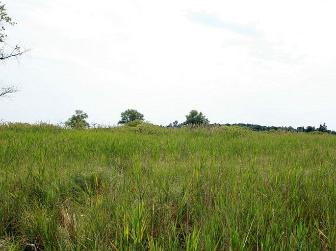 Calamagrostis stricta