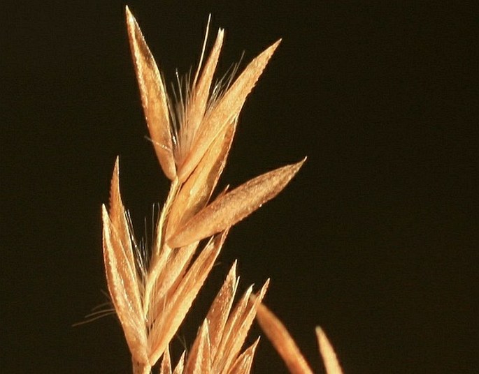 Calamagrostis stricta