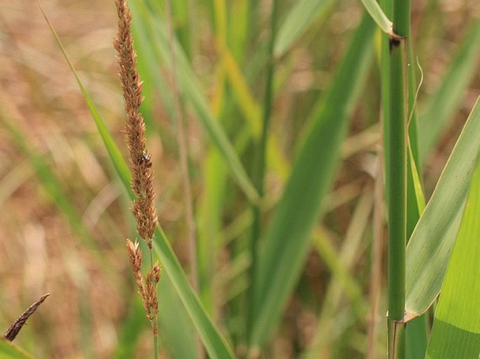 Calamagrostis stricta