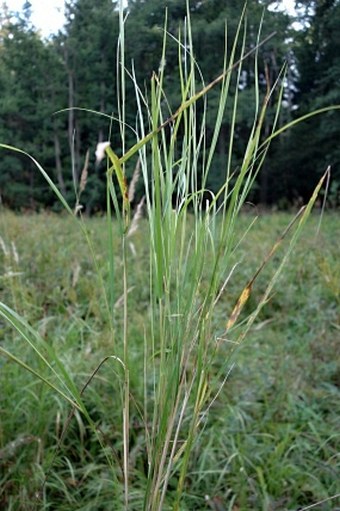 Calamagrostis canescens