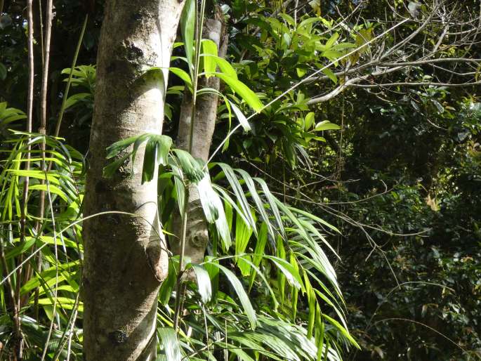 Calamus caryotoides