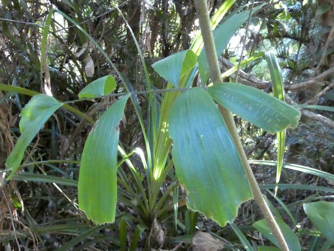 Calamus caryotoides