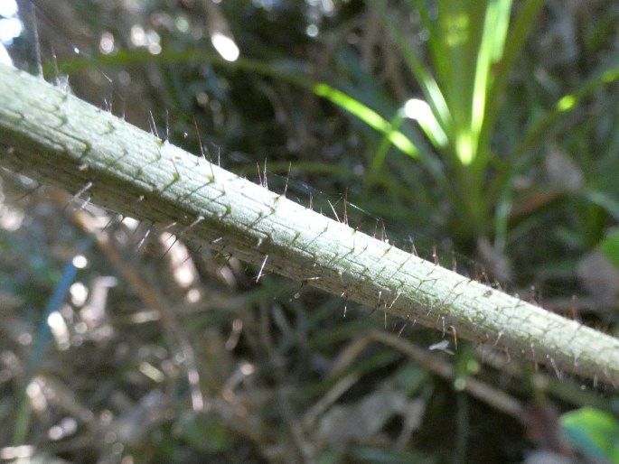 Calamus caryotoides