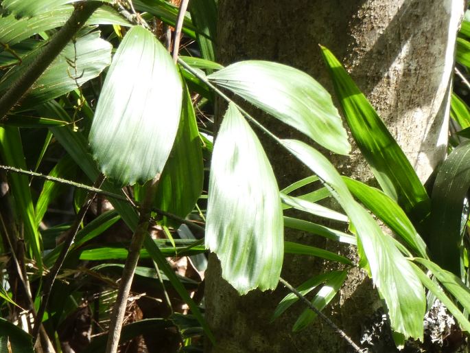 Calamus caryotoides