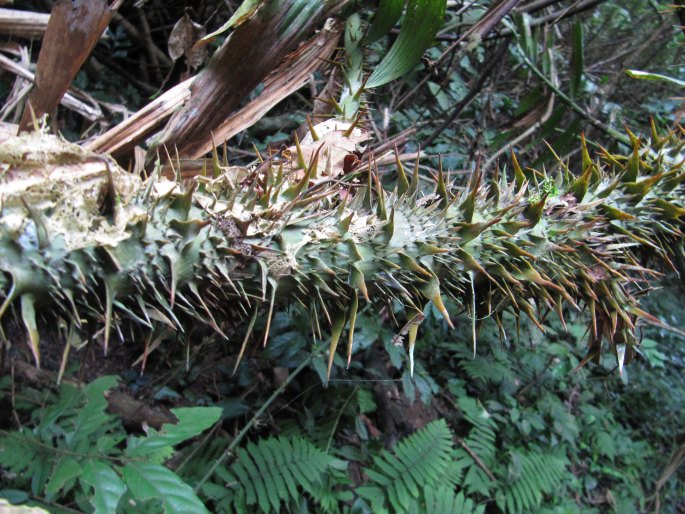 Calamus flagellum