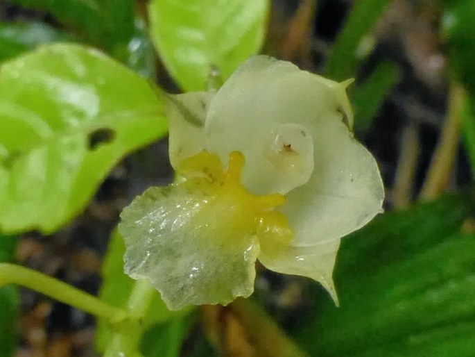 Calanthe angustifolia