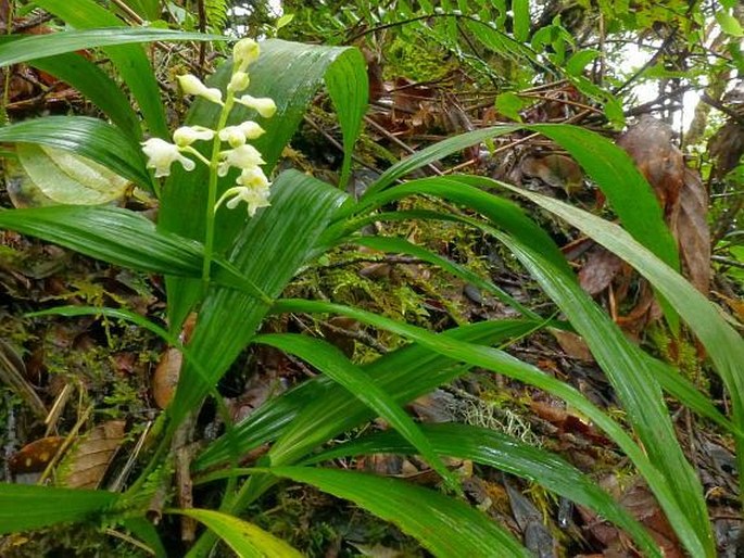 Calanthe angustifolia