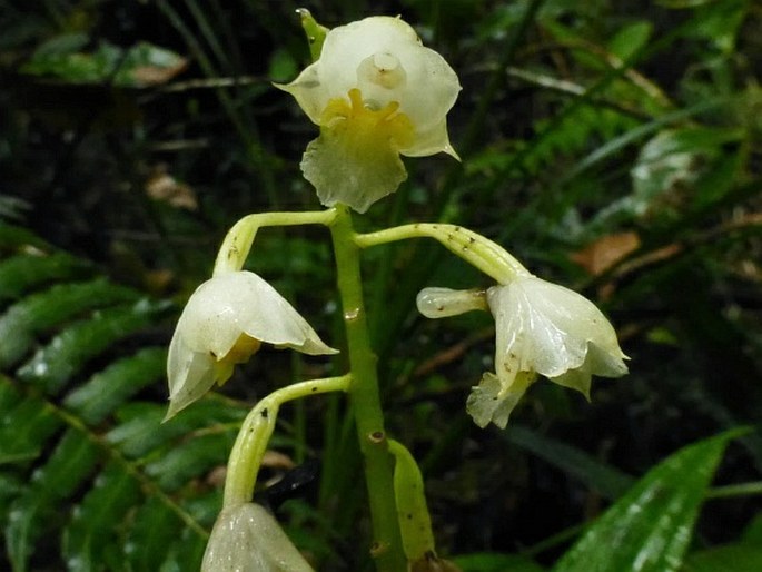 Calanthe angustifolia