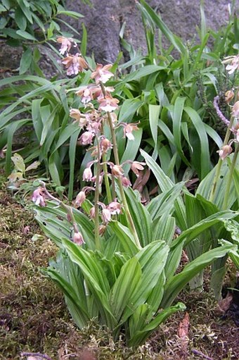 Calanthe discolor