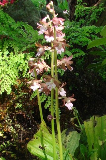 Calanthe discolor